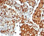 S100G (S100 calcium binding protein G) Antibody in Immunohistochemistry (Paraffin) (IHC (P))