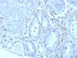 MZF1 (Transcriptional Corepressor) Antibody in Immunohistochemistry (Paraffin) (IHC (P))