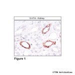 5-HT4, 5-HT Receptor 4 Antibody in Immunohistochemistry (Paraffin) (IHC (P))