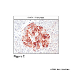 5-HT4, 5-HT Receptor 4 Polyclonal Antibody