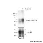 Phospho-5-HT Receptor 6 (Ser350, Ser352) Antibody in Western Blot (WB)