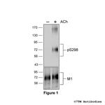 Phospho-M1 Muscarinic Acetylcholine Receptor (Ser298) Polyclonal Antibody