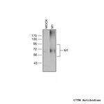 M1 (M1 Muscarinic Acetylcholine Receptor) Polyclonal Antibody