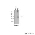 M1, M1 Muscarinic Acetylcholine Receptor Antibody in Western Blot (WB)