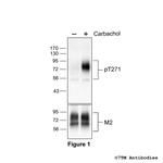 Phospho-M2 Muscarinic Acetylcholine Receptor (Thr271) Polyclonal Antibody