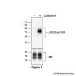 Phospho-M2 Muscarinic Acetylcholine Receptor (Ser282, Ser283) Polyclonal Antibody