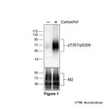 Phospho-M2 Muscarinic Acetylcholine Receptor (Thr307, Ser309) Polyclonal Antibody