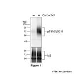 Phospho-M2 Muscarinic Acetylcholine Receptor (Thr310, Ser311) Polyclonal Antibody