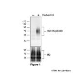 Phospho-M2 Muscarinic Acetylcholine Receptor (Ser315, Ser320) Polyclonal Antibody