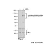 Phospho-M3 Muscarinic Acetylcholine Receptor (Ser332, Ser333, Ser334) Polyclonal Antibody