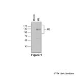 M3 (M3 Muscarinic Acetylcholine Receptor) Polyclonal Antibody