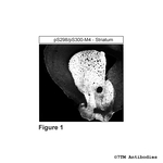 Phospho-M4, M4 Muscarinic Acetylcholine Receptor (Ser298, Ser300) Polyclonal Antibody