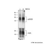 Phospho-A2A Adenosine Receptor (Ser329) Polyclonal Antibody