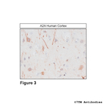 A2A, Adenosine 2A Receptor Polyclonal Antibody
