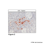 A2A, Adenosine 2A Receptor Antibody in Immunohistochemistry (Paraffin) (IHC (P))