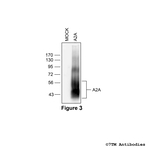 A2A, Adenosine 2A Receptor Antibody in Western Blot (WB)