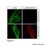 Phospho-beta-2-Adrenoceptor (Ser355, Ser356) Antibody in Immunocytochemistry (ICC/IF)