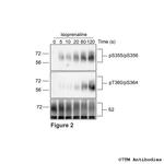 Phospho-beta-2-Adrenoceptor (Ser355, Ser356) Antibody in Western Blot (WB)