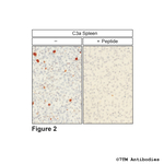 C3a, Complement C3a Receptor Polyclonal Antibody