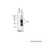 C3a, Complement C3a Receptor Antibody in Western Blot (WB)