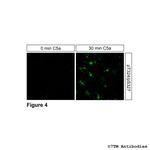 Phospho-Complement C5a Receptor 1 (Thr324, Ser327) Antibody in Immunocytochemistry (ICC/IF)