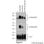 Phospho-Complement C5a Receptor 1 (Thr324, Ser327) Antibody in Western Blot (WB)