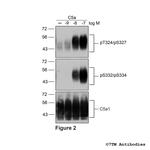 Phospho-Complement C5a Receptor 1 (Ser332, Ser334) Antibody in Western Blot (WB)