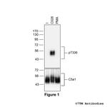Phospho-Complement C5a Receptor 1 (Thr336) Antibody in Western Blot (WB)