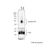 Phospho-Complement C5a Receptor 1 (Ser338, Thr339) Antibody in Western Blot (WB)