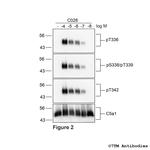Phospho-Complement C5a Receptor 1 (Ser338, Thr339) Antibody in Western Blot (WB)
