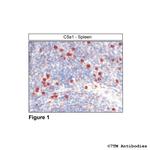 C5a1, Complement C5a Receptor 1 Polyclonal Antibody