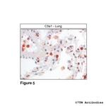 C5a1, Complement C5a Receptor 1 Antibody in Immunohistochemistry (Paraffin) (IHC (P))