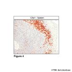 C5a1, Complement C5a Receptor 1 Antibody in Immunohistochemistry (Paraffin) (IHC (P))