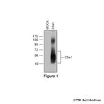 C5a1, Complement C5a Receptor 1 Polyclonal Antibody