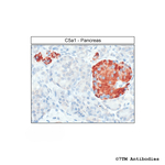C5a1, Complement C5a Receptor 1 Antibody in Immunohistochemistry (Paraffin) (IHC (P))