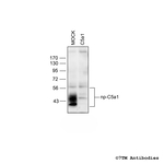 C5a1, Complement C5a Receptor 1 Antibody in Western Blot (WB)