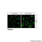 C5a1, Complement C5a Receptor 1 Antibody in Immunocytochemistry (ICC/IF)