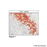 C5a1, Complement C5a Receptor 1 Antibody in Immunohistochemistry (Paraffin) (IHC (P))