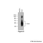 C5a1, Complement C5a Receptor 1 Antibody in Western Blot (WB)