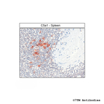 C5a1, Complement C5a Receptor 1 Antibody in Immunohistochemistry (Paraffin) (IHC (P))