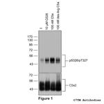 Phospho-Complement C5a Receptor 2 (Ser326, Thr327) Polyclonal Antibody