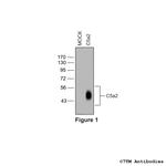 C5a2, Complement C5a Receptor 2 Polyclonal Antibody