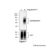 Phospho-Angiotensin Receptor 1 (Ser346, Ser347) Polyclonal Antibody