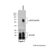 Phospho-Apelin Receptor (Ser347, Ser348) Polyclonal Antibody