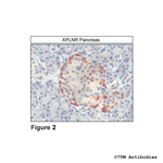 APLNR, Apelin Receptor Polyclonal Antibody