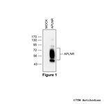 APLNR, Apelin Receptor Antibody in Western Blot (WB)