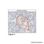 APLNR, Apelin Receptor Polyclonal Antibody