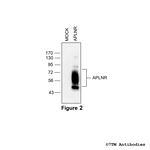 APLNR, Apelin Receptor Antibody in Western Blot (WB)