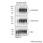 Phospho-Bombesin Receptor 2 (Thr359, Ser360) Antibody in Western Blot (WB)