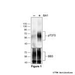 Phospho-Bombesin Receptor 3 (Thr370) Polyclonal Antibody